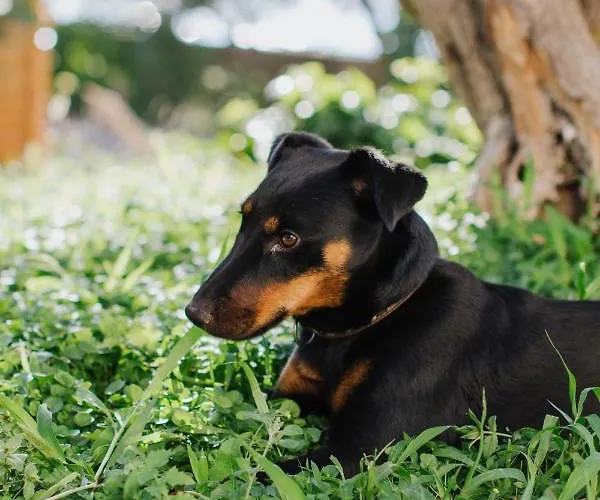 Apartman Relax A 3 *